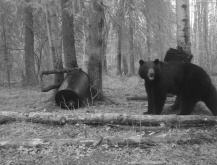 Alberta Black Bear