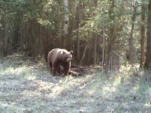 Alberta Black Bear Trail Camera Pictures 2012