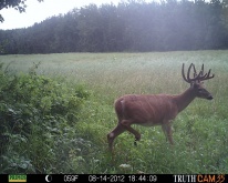 Alberta Whitetail Deer