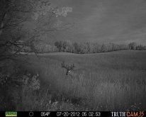 Alberta Whitetail Deer