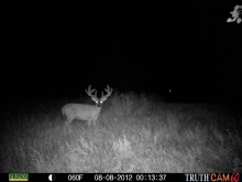 Alberta Whitetail Deer