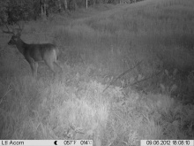 Alberta Whitetail Deer