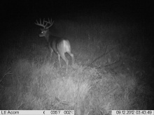 Alberta Whitetail Deer