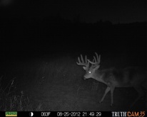 Alberta Whitetail Deer