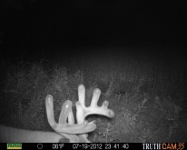 Alberta Whitetail Deer