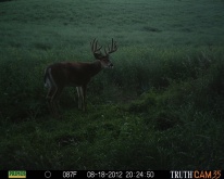 Alberta Whitetail Deer