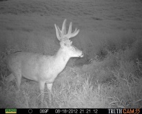 Alberta Whitetail Deer