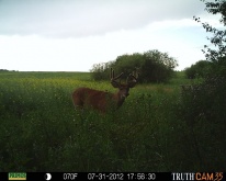 Alberta Whitetail Deer