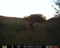 Alberta Whitetail Deer