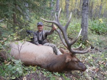 Alberta P&Y Elk