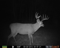 Alberta Whitetail Deer