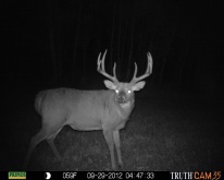 Alberta Whitetail Deer