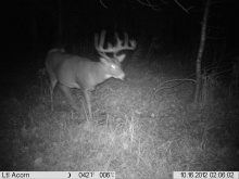 Alberta Whitetail Deer