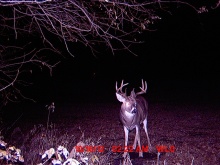 Alberta Whitetail Deer