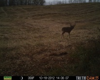 Alberta Whitetail Deer