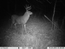 Alberta Whitetail Deer