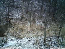 Alberta Whitetail Deer