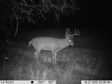 Alberta Whitetail Deer