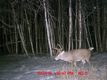 Alberta Whitetail Deer