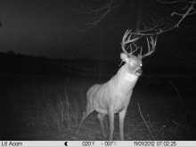 Alberta Whitetail Deer