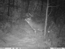 Alberta Whitetail Deer