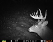 Alberta Whitetail Deer