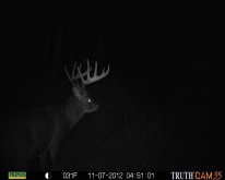 Alberta Whitetail Deer