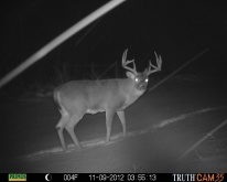 Alberta Whitetail Deer