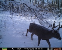 Alberta Whitetail Deer