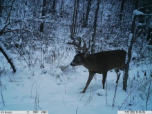 Alberta Whitetail Deer