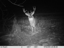 Alberta Whitetail Deer