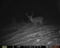 Alberta Whitetail Deer