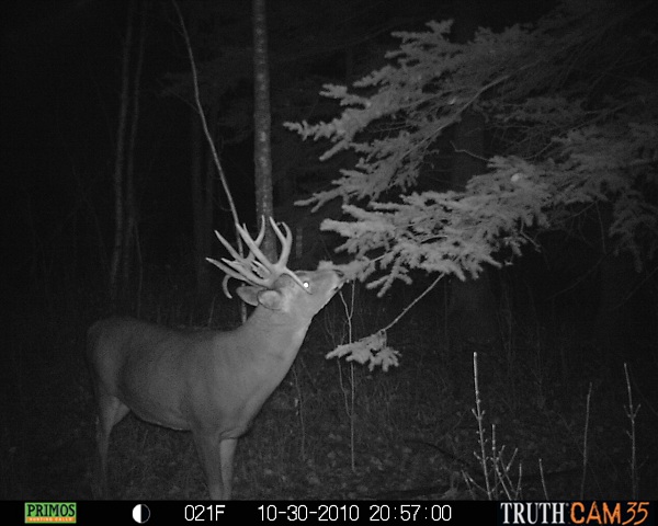 Trail cam pics whitetail deer