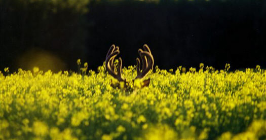 whitetail bowhunts