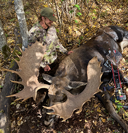 Moose Bowhunts Alberta Canada